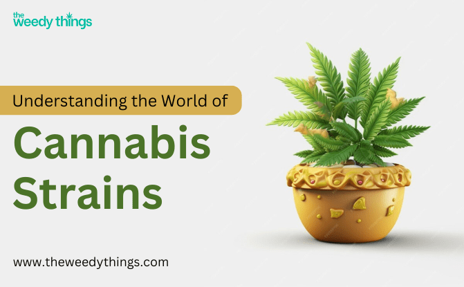 Mastering Marijuana: Understanding the World of Cannabis Strains
