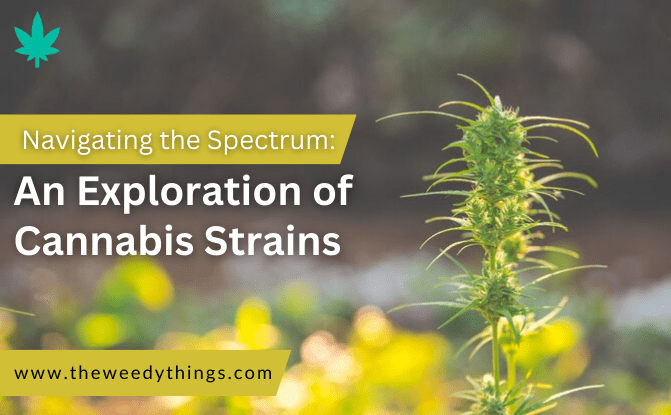 Navigating the Spectrum: An Exploration of Cannabis Strains