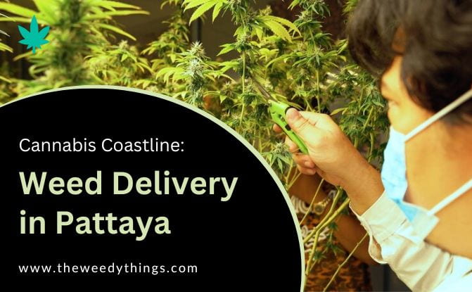 Cannabis Coastline: Weed Delivery in Pattaya